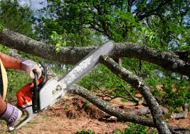 Professional Tree Removal in Chambersburg, PA